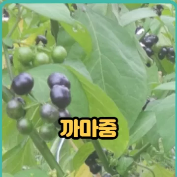 까마중 열매의 놀라운 효능